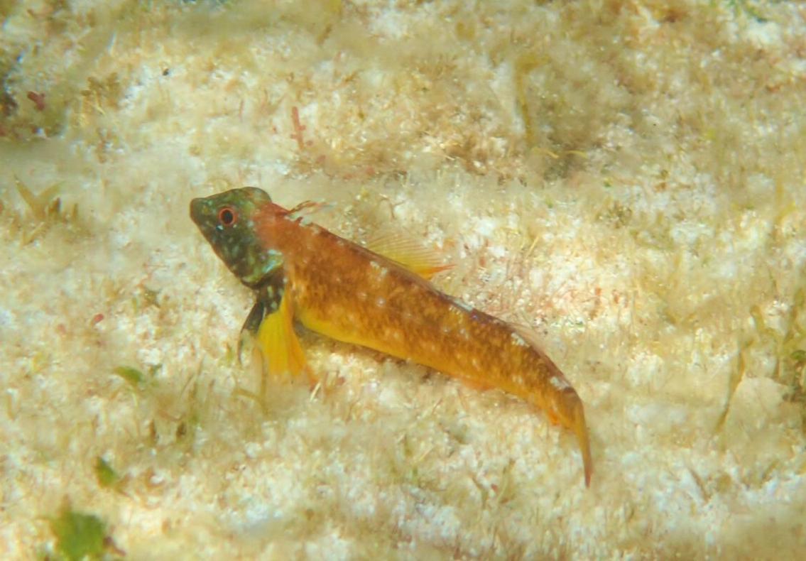 El Carmen Lejlighed Cotillo Eksteriør billede